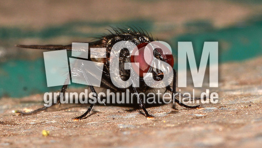 Graue Fleischfliege (6).jpg